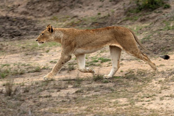 Lion (Panthera leo), adult, female, running, Sabi Sand Game Reserve, Kruger National Park, Kruger National Park, South Africa, Africa