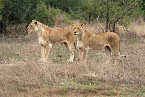 Lion (Panthera leo), adult, female, two females, vigilant, Sabi Sand Game Reserve, Kruger National Park, Kruger National Park, South Africa, Africa