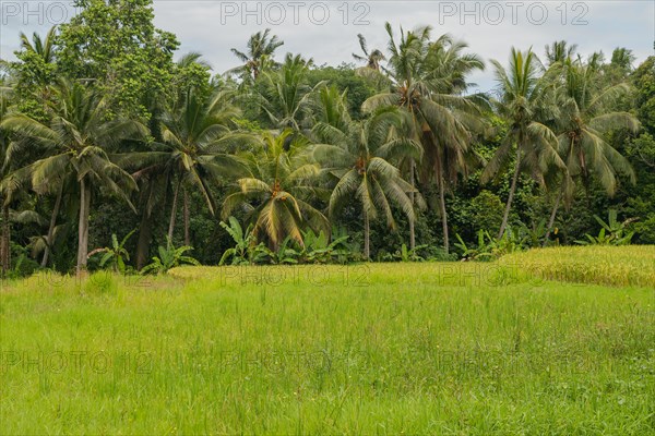 Rice fields in countryside, Ubud, Bali, Indonesia, green grass, large trees, jungle and cloudy sky. Travel, tropical, agriculture, Asia