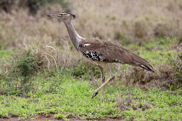 Kori bustard (Ardeotis kori), adult, running, foraging, vigilant, Kruger National Park, Kruger National Park, South Africa, Africa