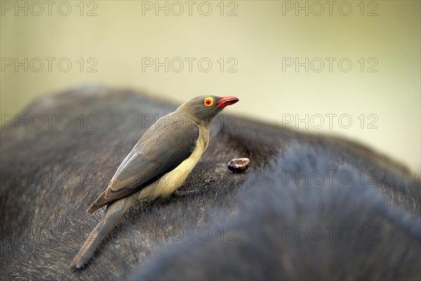 Red-billed oxpecker (Buphagus erythrorhynchus), adult on host animal, symbiosis, Kruger National Park, Kruger National Park, South Africa, Africa