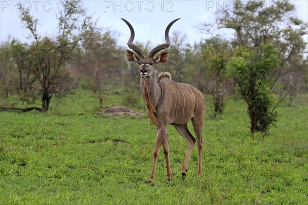 Greater Kudu, zambezi greater kudu (Strepsiceros zambesiensis), adult, male, foraging, Kruger National Park, Kruger National Park, South Africa, Africa