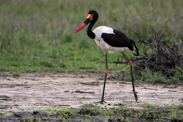 Saddle-billed stork (Ephippiorhynchus senegalensis), adult, foraging, at the water, Kruger National Park, Kruger National Park, South Africa, Africa