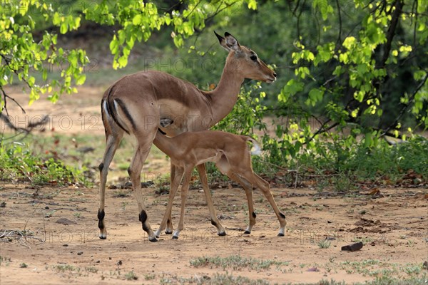 Black Heeler Antelope, (Aepyceros melampus), adult, female, young, suckling, mother with young, Kruger National Park, Kruger National Park, South Africa, Africa