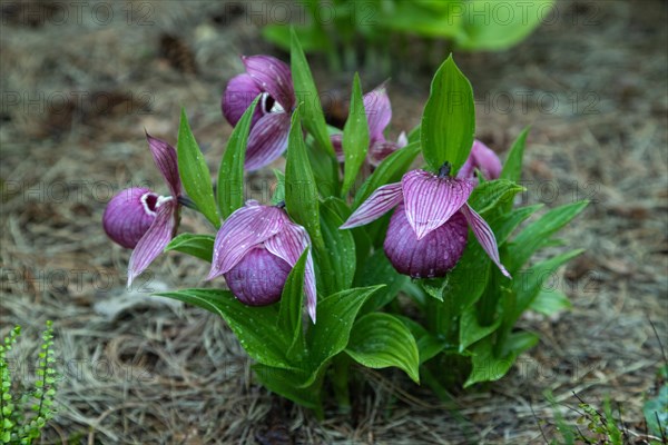 Beautiful orchid flowers of pink color with green leaves in the garden. Lady's-slipper hybrids. Close up