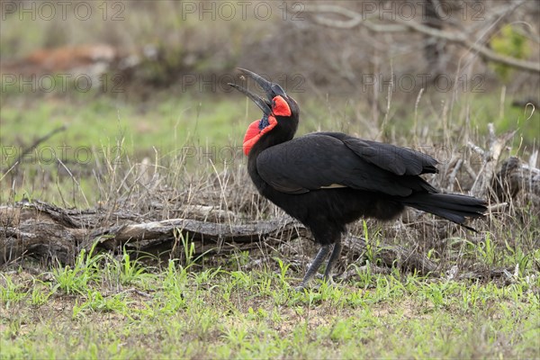 Southern ground hornbill (Bucorvus leadbeateri), adult, foraging, feeding, with prey, Kruger National Park, Kruger National Park, South Africa, Africa