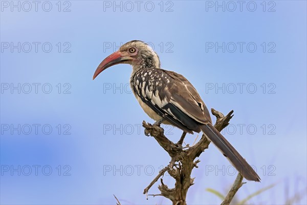 Red-billed hornbill (Tockus erythrorhynchus), adult, on wait, Kruger National Park, Kruger National Park, South Africa, Africa