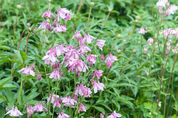 Beautiful columbine or aquilegia pink flowers in the garden, selective focus