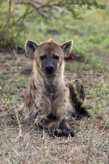 Spotted hyena (Crocuta crocuta), adult, sitting, alert, Sabi Sand Game Reserve, Kruger National Park, Kruger National Park, South Africa, Africa