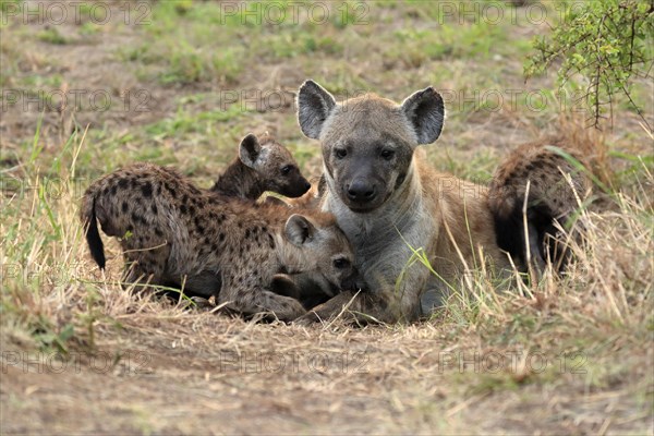 Spotted hyena (Crocuta crocuta), adult, young, mother with young, at the den, social behaviour, Kruger National Park, Kruger National Park, South Africa, Africa