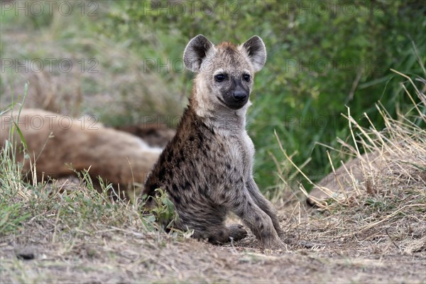 Spotted hyena (Crocuta crocuta), young animal, at the den, vigilant, Kruger National Park, Kruger National Park, South Africa, Africa