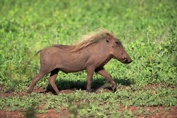 Warthog, (Phacochoerus aethiopicus), adult, running, foraging, alert, Kruger National Park, Kruger National Park, South Africa, Africa