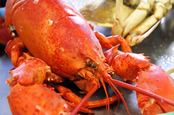 Lobster, Fisherman's Wharf with restaurants, harbour district, San Francisco, California, USA, North America