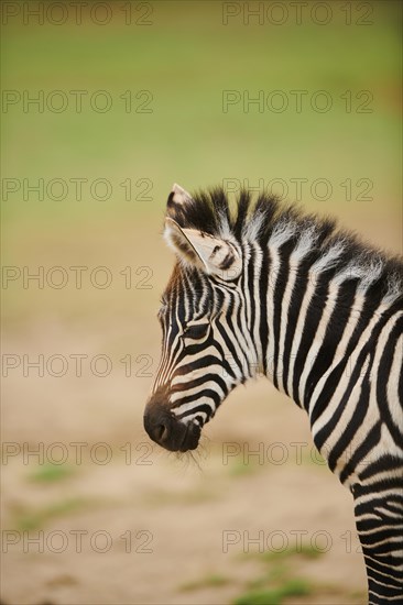 Plains zebra (Equus quagga) foal, portrait, captive, distribution Africa