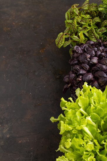 Set of boxes with microgreen sprouts of purple basil, sorrel, lettuce on black concrete background. Side view, copy space, close up
