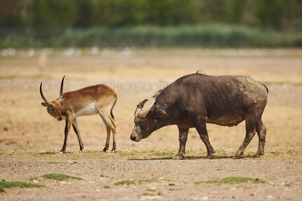 Southern lechwe (Kobus leche) and Red buffalo (Syncerus caffer nanus) in the dessert, captive, distribution Africa