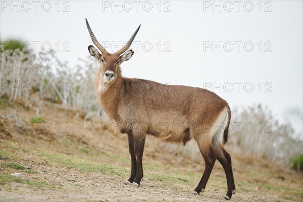 Waterbuck (Kobus defassa) in the dessert, captive, distribution Africa