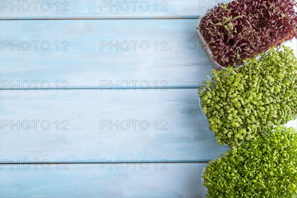Set of boxes with microgreen sprouts of amaranth, mustard, watercress on blue wooden background. Top view, flat lay, copy space