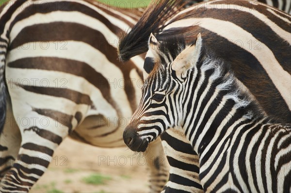 Plains zebra (Equus quagga) foal, portrait, captive, distribution Africa