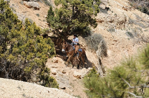 Ranger with horse, Bryce Canyon National Park, Utah, USA, North America