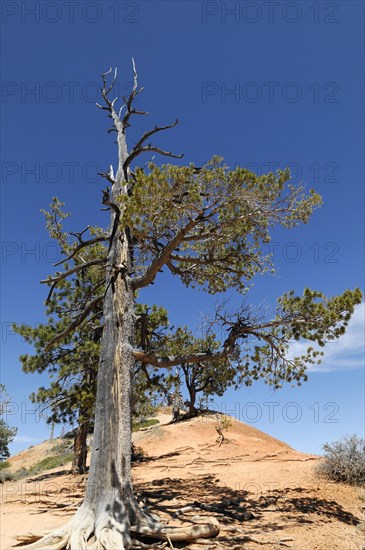 Tree at the canyon rim, Bryce Canyon National Park, Utah, USA, North America