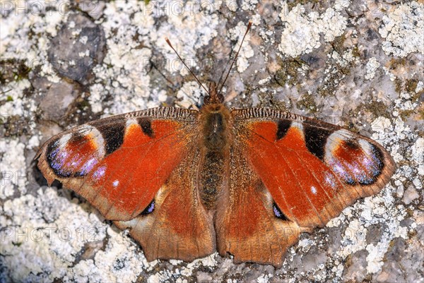 European Peacock Butterfly (Aglais io) catching the warmth of the sun in spring. Bas-Rhin, Alsace, Grand Est, France, Europe
