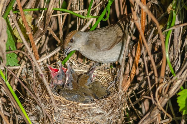 (Sylvia atricapilla) female on her nest with her chicks, Bas-Rhin, Alsace, Grand Est, France, Europe