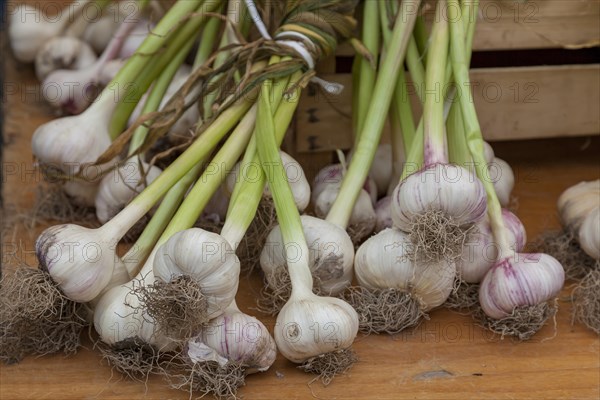 Fresh garlic, weekly market market, Catania, Sicily, Italy, Europe