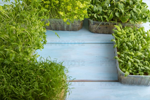 Set of boxes with microgreen sprouts of spinach, carrot, chrysanthemum, borage, mizuna cabbage on blue wooden background. Side view, copy space