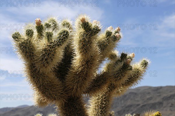 Teddybear Cholla (Cylindropuntia bigelovii), Joshua Tree National Park, Palm Desert, California, USA, North America