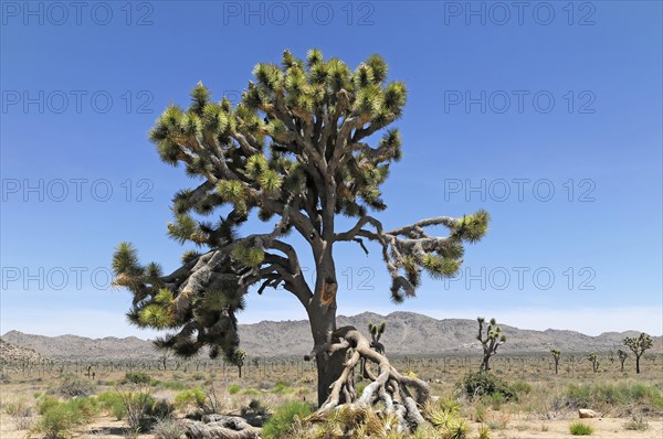 Joshua trees (Yucca brevifolia), Joshua Tree National Park, Palm Desert, Southern California, USA, North America