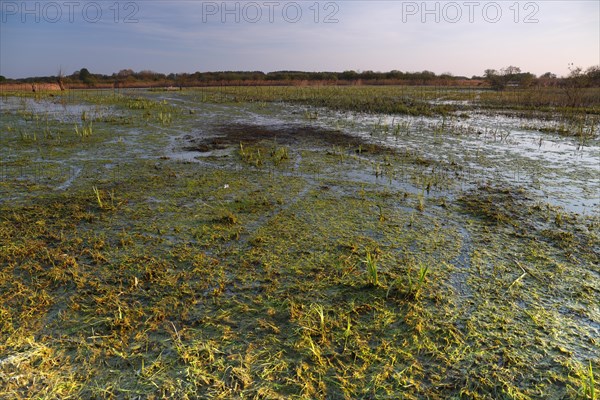 Wetland biotope in the Peene valley, waterlogged meadows, rare habitat for endangered plants and animals, Flusslandschaft Peenetal nature park Park, Mecklenburg-Western Pomerania, Germany, Europe