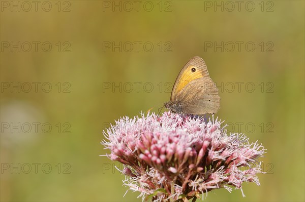 Ox-eye daisy (Maniola jurtina) sucking nectar on hemp agrimony (Eupatorium cannabinum), closed wings, underside of wings Wilden, North Rhine-Westphalia, Germany, Europe