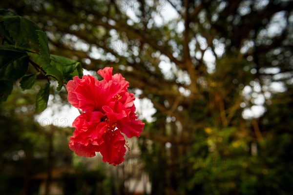 Hibiscus, Tamil Nadu, India, Asia