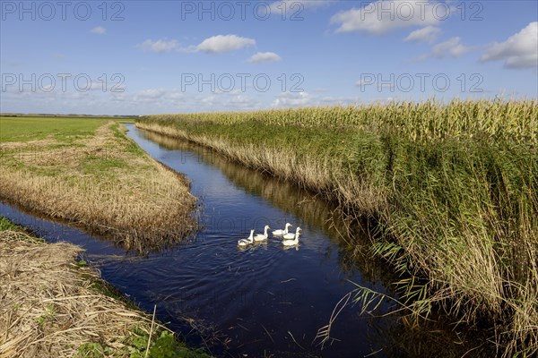 Landscape on Texel, West Frisian Island, Province of North Holland, Netherlands