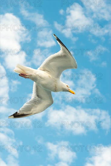 European herring gull (Larus argentatus), flying in front of summer sky with clouds, gull in flight with spread wings, open wings in front of clear blue sky in summer, Dover, English Channel, Great Britain