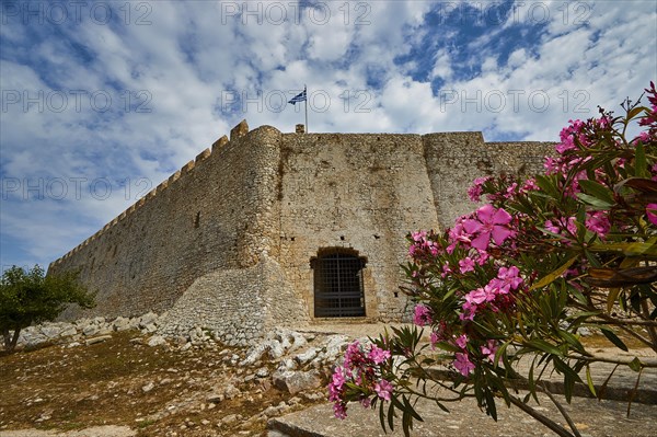 Stone fortress wall with blooming oleander in the foreground, Chlemoutsi, high medieval crusader castle, Kyllini peninsula, Peloponnese, Greece, Europe