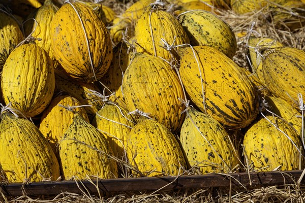 Sugar melons for sale at a Turkish market, Oezdere, Izmir province, Aegean region, Turkey, Asia