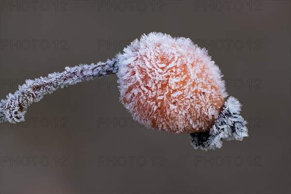 Rosehip with ice crystals