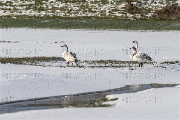 Tundra swans (Cygnus bewickii), Emsland, Lower Saxony, Germany, Europe