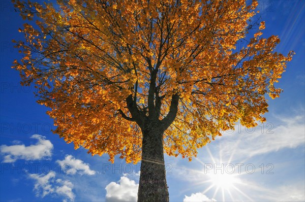 Backlit photograph of a maple (Acer) in autumn, Bavaria, Germany, Europe