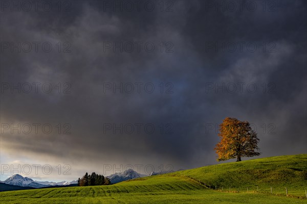 Old beech (Fagus) with autumn leaves on a green meadow with soft morning light and Allgaeu mountains in the background, Hopfen am See, Ostallgaeu, Swabia, Bavaria, Germany, Europe