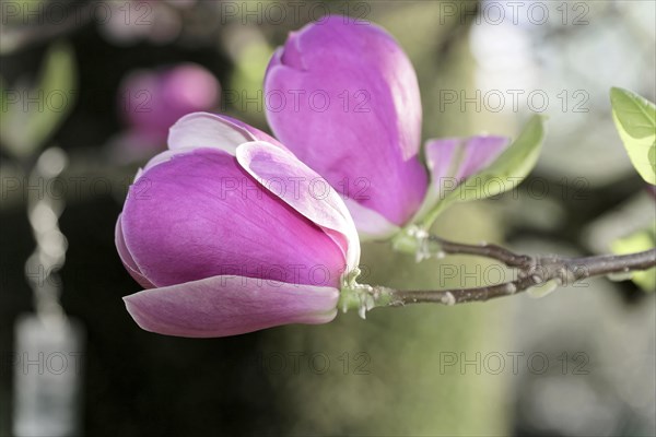 Magnolias (Magnolia), blossom, Baden-Wuerttemberg, Germany, Europe