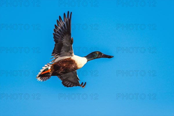 Northern Shoveler, Spatula clypeata, male in flight over marshes