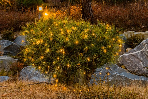 Night view of small evergreen shrub in front of boulders decorated with small yellow Christmas lights in South Korea