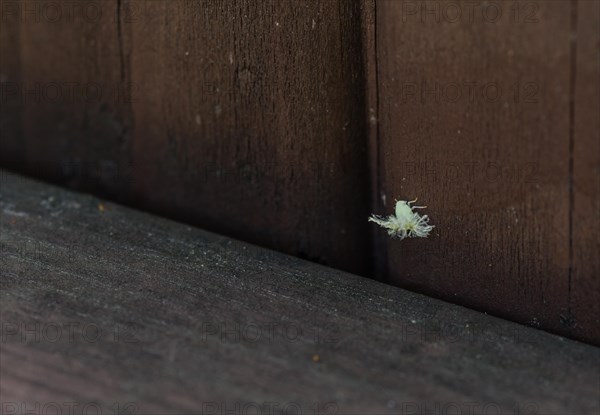 Beautiful Ricaniidae Planthopper nymph plant hopper on wooden fence railing