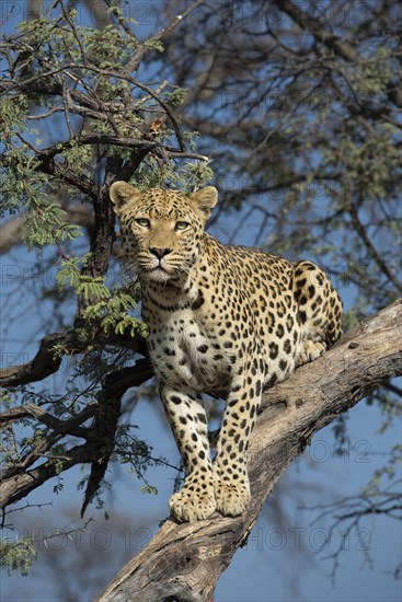 Leopard (Panthera pardus) looking out on a tree, Khomas region, Namibia, Africa