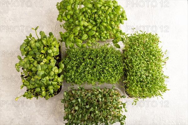 Set of boxes with microgreen sprouts of green basil, pea, cilantro, sunflower, watercress on gray concrete background. Top view, flat lay, copy space