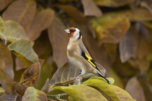 European goldfinch (Carduelis carduelis) adult bird amongst autumn leaves of a garden Magnolia tree, Suffolk, England, United Kingdom, Europe