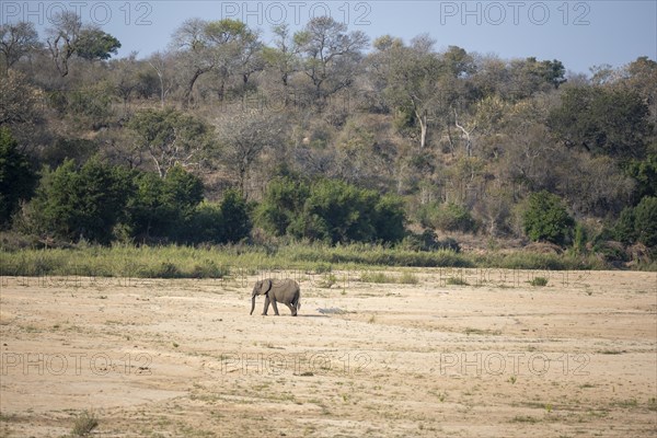 A lone elephant (Loxodonta africana) crosses the dry riverbed of the Sabie River surrounded by trees, near Lower Sabie Rest Camp, Kruger National Park, South Africa, Africa